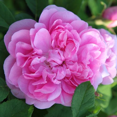Rózsaszín - Rózsa - Marbled Gallica - Online rózsa vásárlás